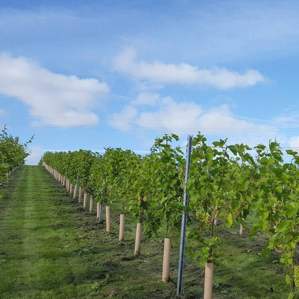 Looking up hill in a row of vines at a vineyard